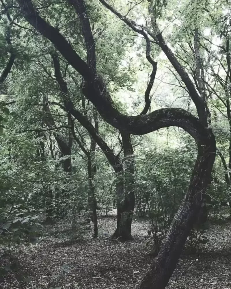 Echoes of Vlădicu